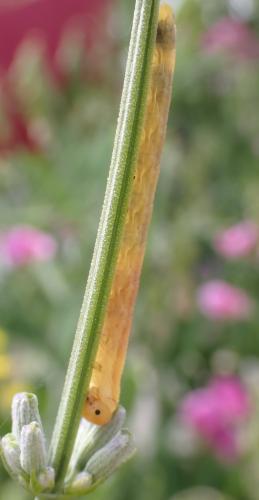 Réf. 334 118 : Dolerus sp.
